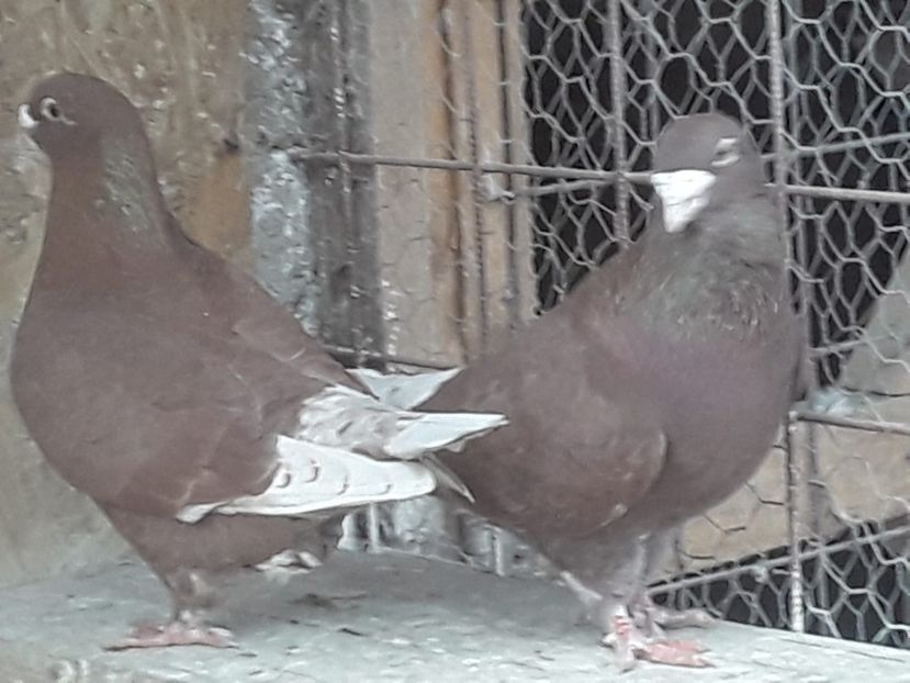 IMG-20210405-WA0001 - ROSII 2021