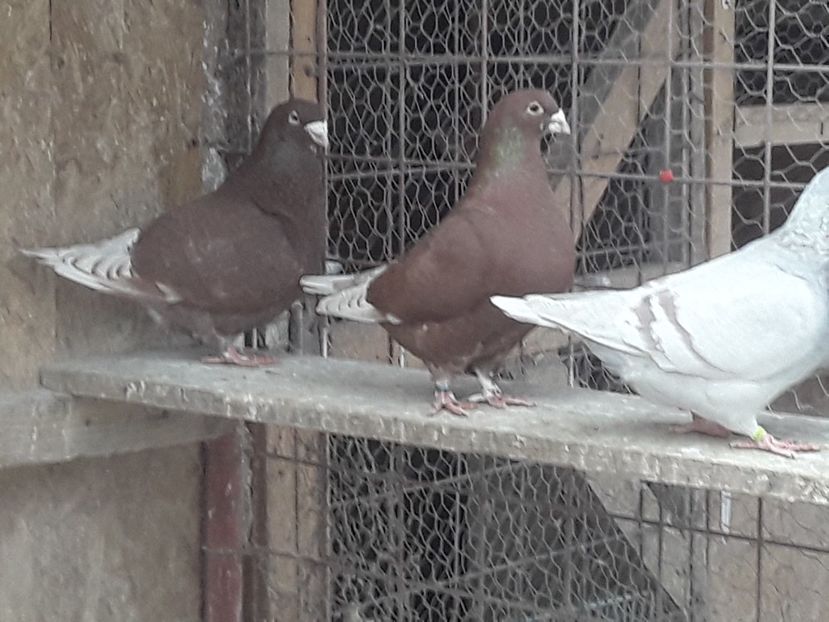 20210405_164202(0) - ROSII 2021