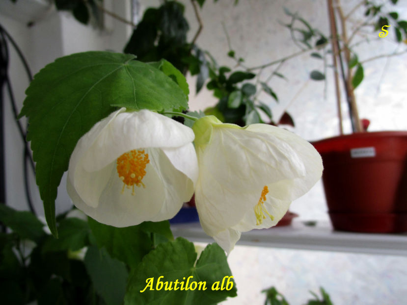 abutilon alb(7-04-2021) - Abutiloni 2021