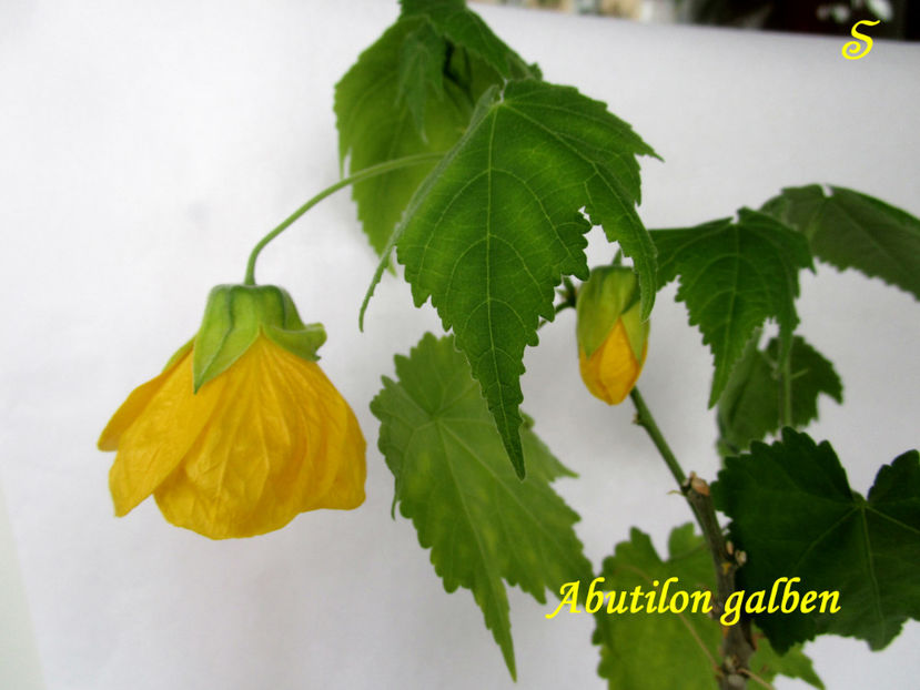 abutilon galben(7-04-2021) - Abutiloni 2021