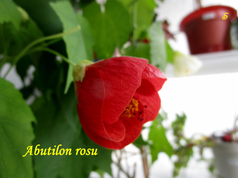 abutilon rosu(7-04-2021) - Abutiloni 2021