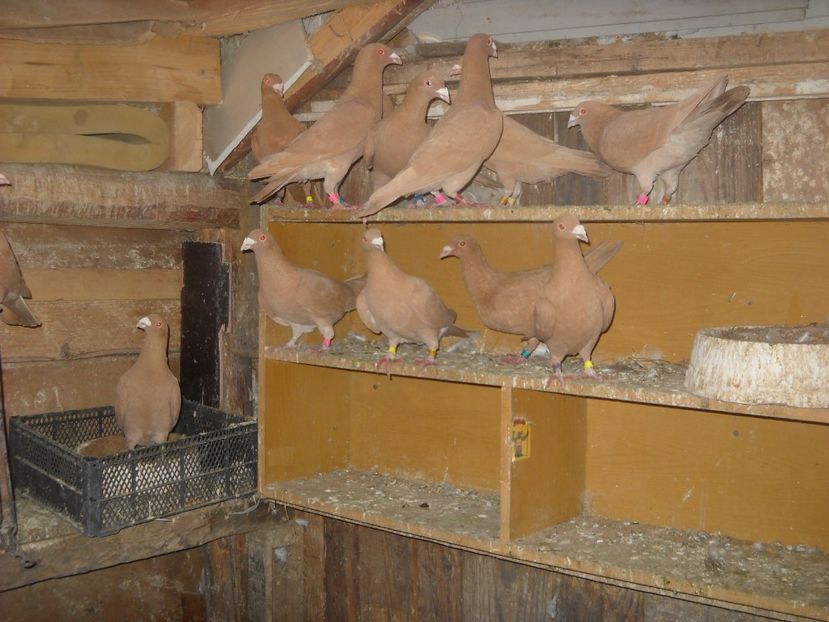  - PORUMBEI VANDUTI 2