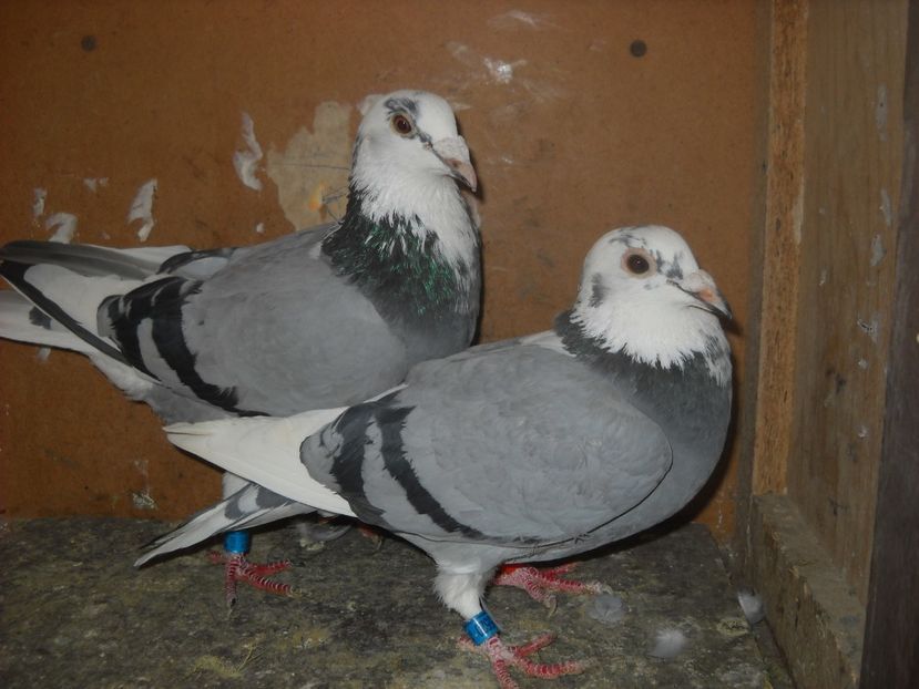  - UNDEVA IN SUCEAVA arhiva