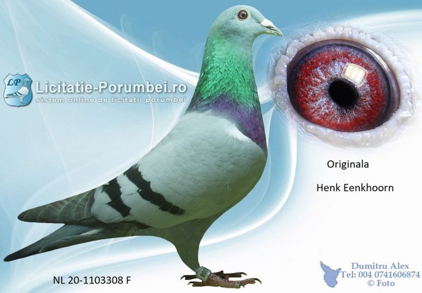  - Achizitii porumbei -2021