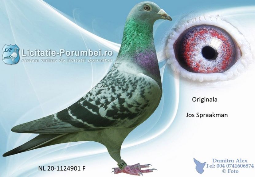  - Achizitii porumbei -2021