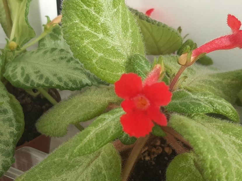  - episcia