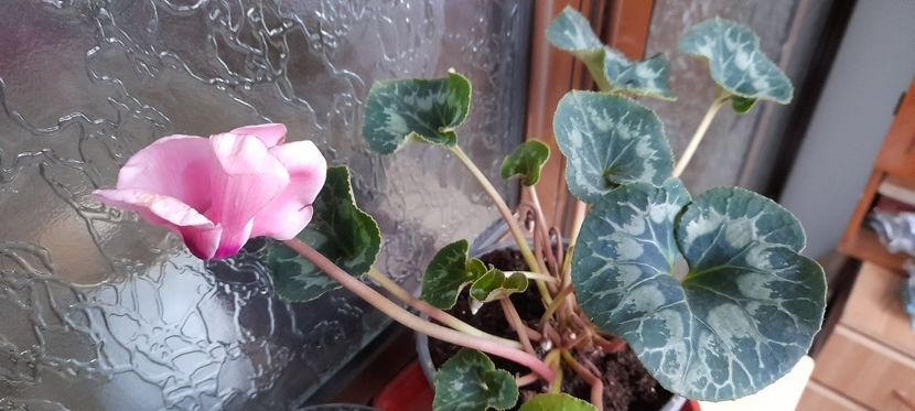  - Cyclamen