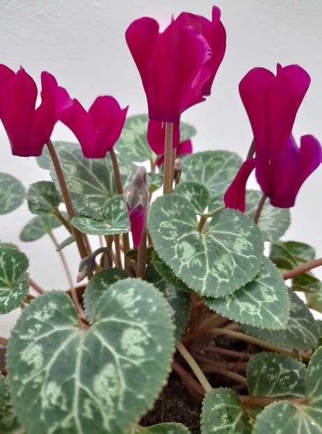  - Cyclamen