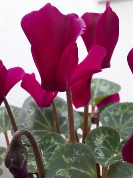  - Cyclamen