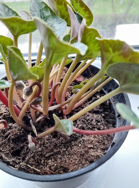  - Cyclamen