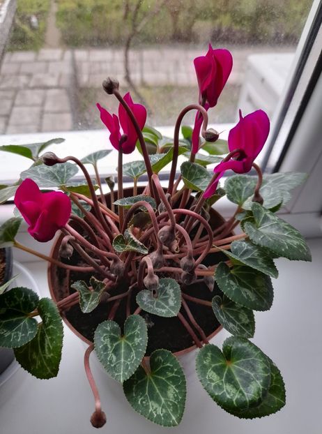  - Cyclamen