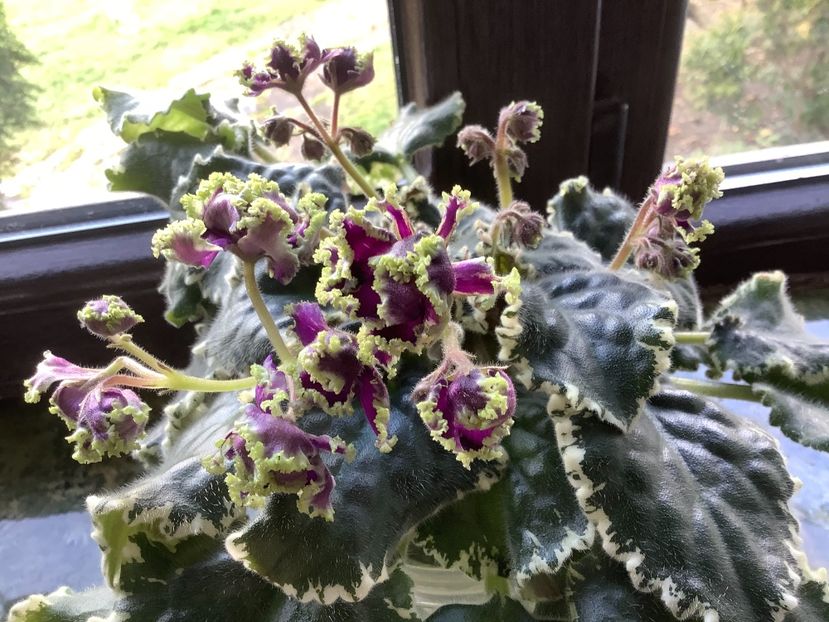  - LE Tumannost Andromedy