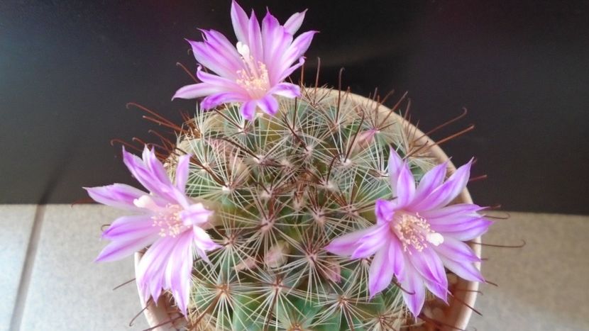 Mammillaria grahamii - Cactusi 2021