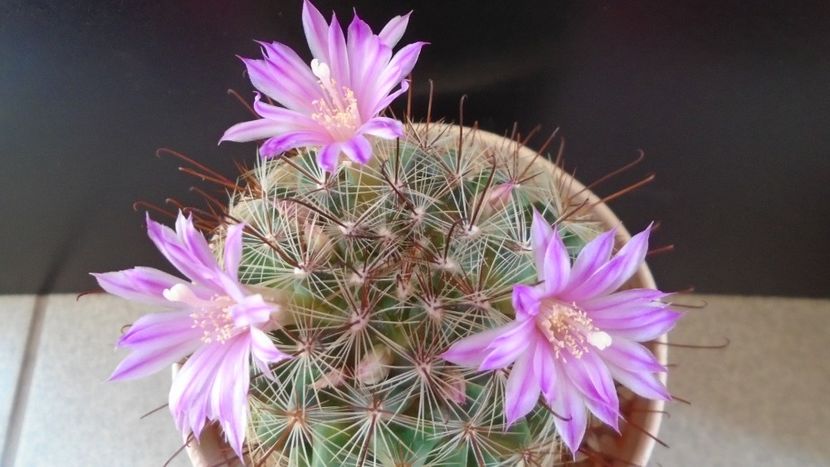 Mammillaria grahamii - Cactusi 2021