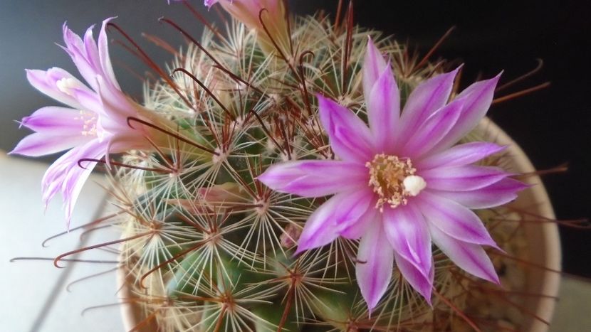 Mammillaria grahamii - Cactusi 2021