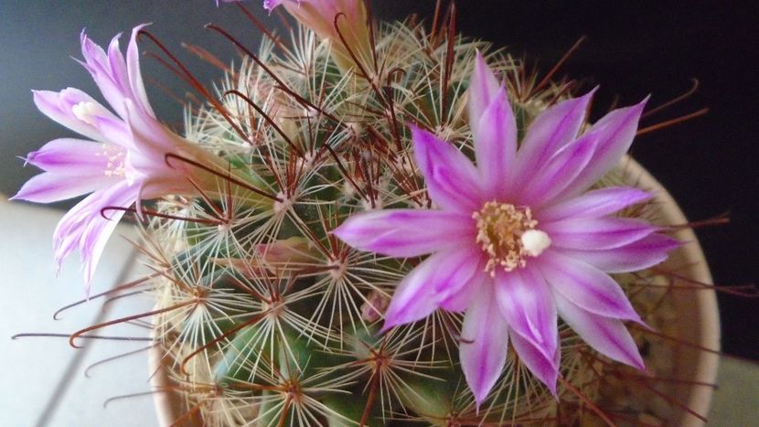 Mammillaria grahamii - Cactusi 2021
