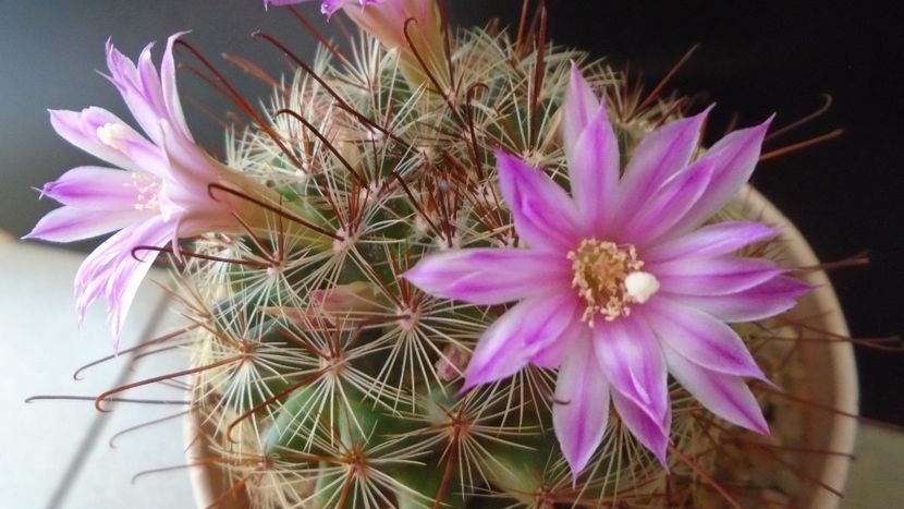 Mammillaria grahamii - Cactusi 2021