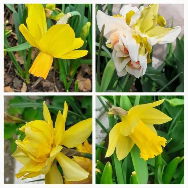 20210408_173512-COLLAGE - Narcise 2021
