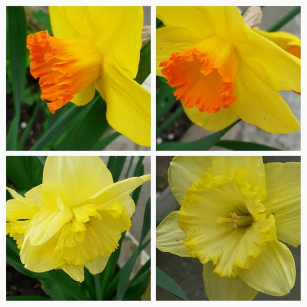 20210408_173441-COLLAGE - Narcise 2021