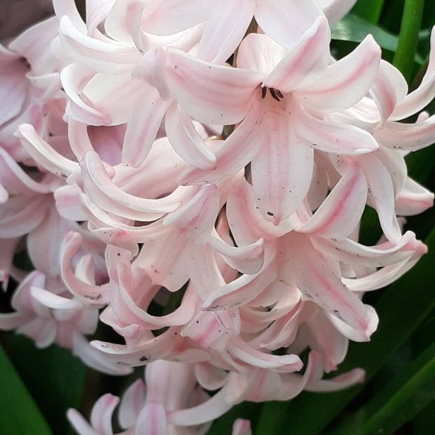  - 002Flori de primăvară 2021