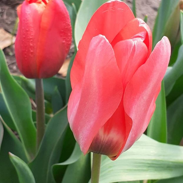  - 002Flori de primăvară 2021