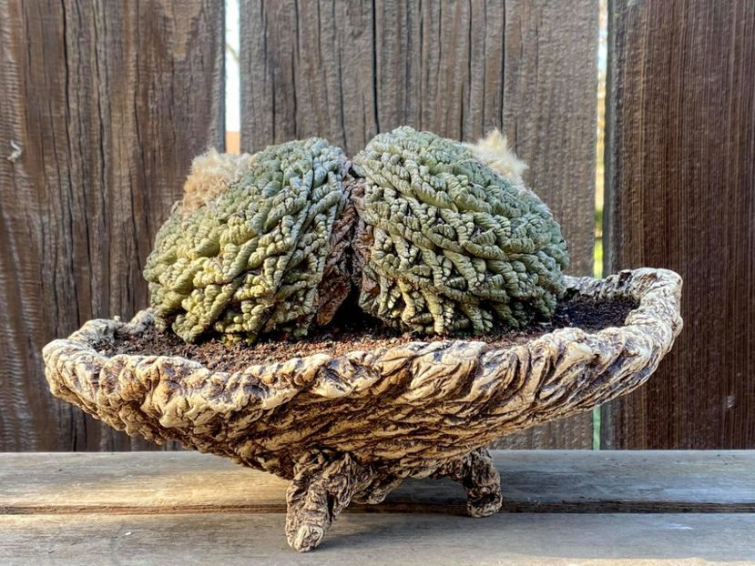 Kitoi - Ariocarpus fissuratus v. Lloydii - Vase - aranjamente - accesorii