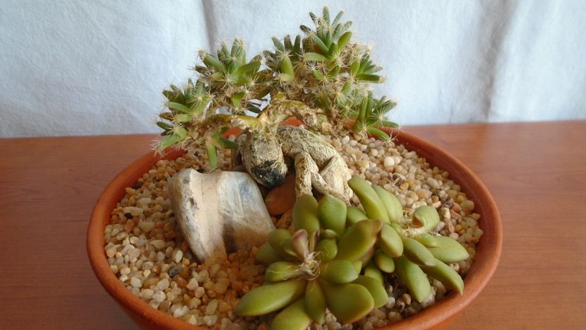 Trichodiadema densum & Anacampseros rufescens - Suculente 2020
