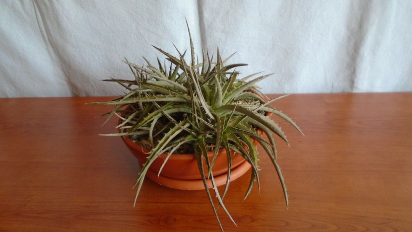 Dyckia - Suculente 2020
