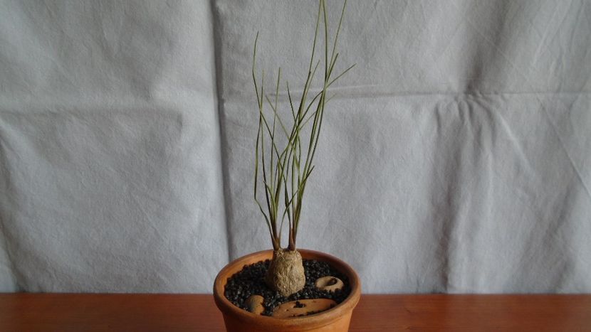 Calibanus hookeri - Caudiciforme - pachycaule si bulboase 2021