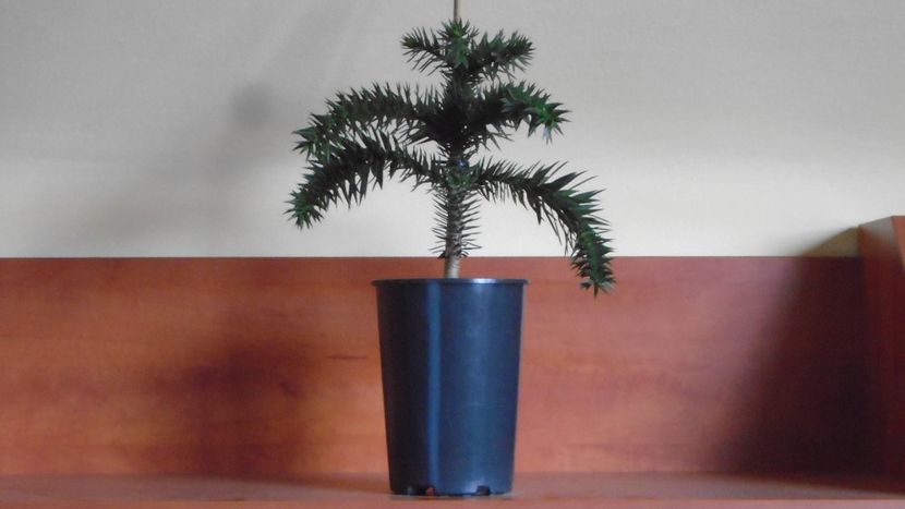 Araucaria araucana - Bonsai si prebonsai 2020-2023