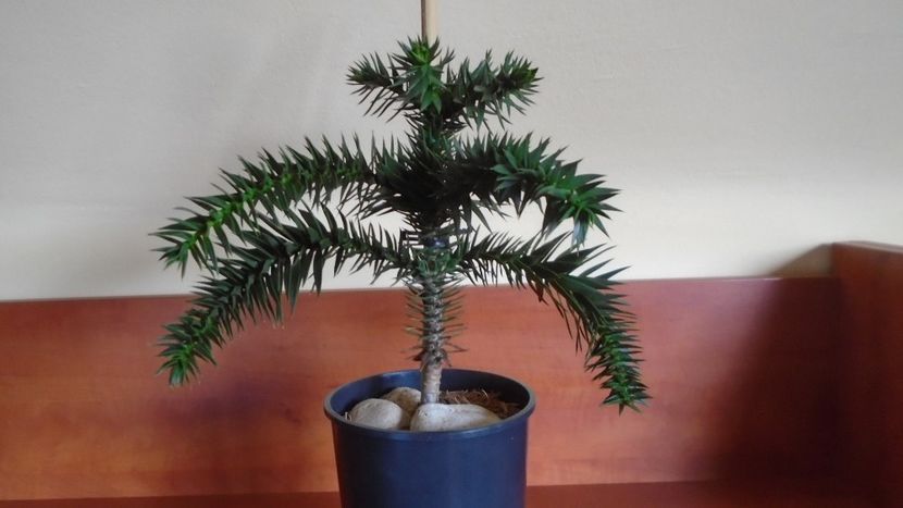 Araucaria araucana - Bonsai si prebonsai 2020-2023