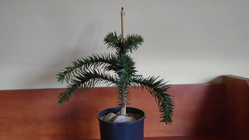 Araucaria araucana - Bonsai si prebonsai 2020-2023