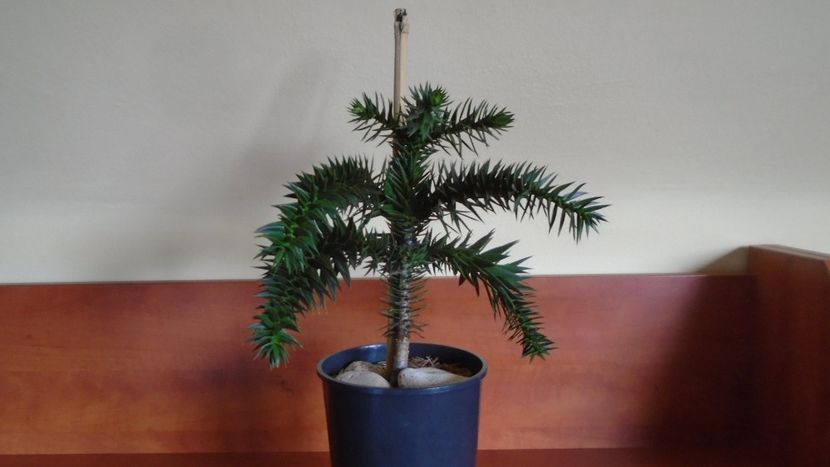 Araucaria araucana - Bonsai si prebonsai 2020-2023