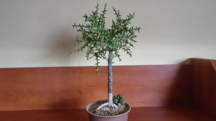 Euphorbia stenoclada & Euphorbia cv. Cocklebur (Euphorbia x japonica) - Suculente 2020