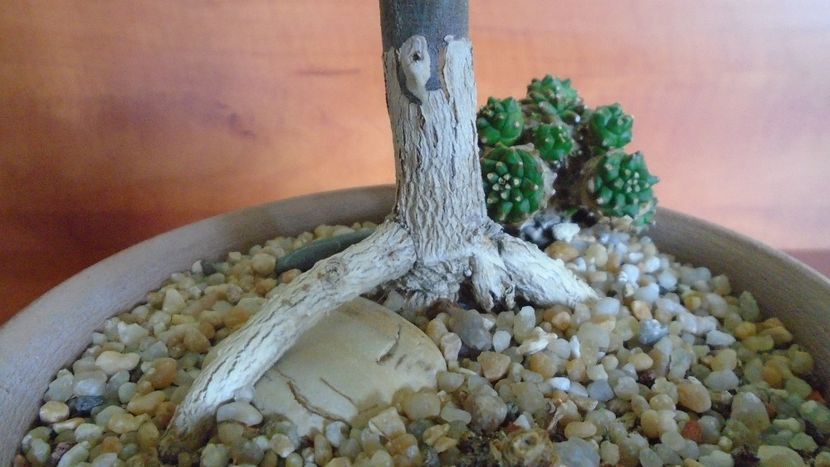 Euphorbia stenoclada & Euphorbia cv. Cocklebur (Euphorbia x japonica) - Suculente 2020