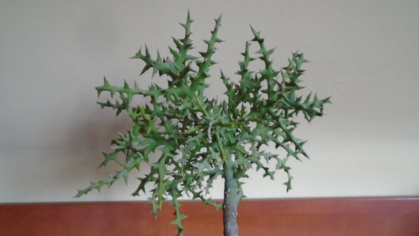 Euphorbia stenoclada & Euphorbia cv. Cocklebur (Euphorbia x japonica) - Suculente 2020