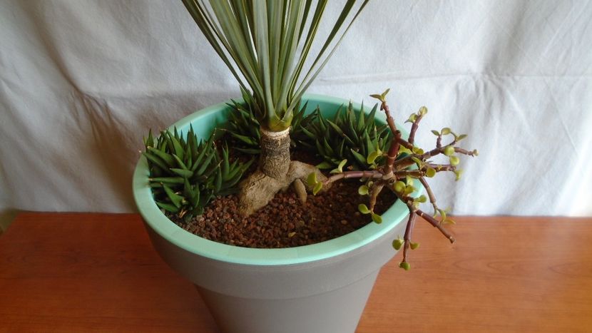 Yucca rostrata - Suculente-Agave-Yucca si Dracaena 2021