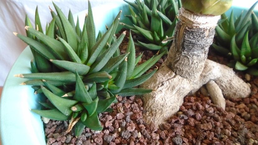 Yucca rostrata - Suculente-Agave-Yucca si Dracaena 2021