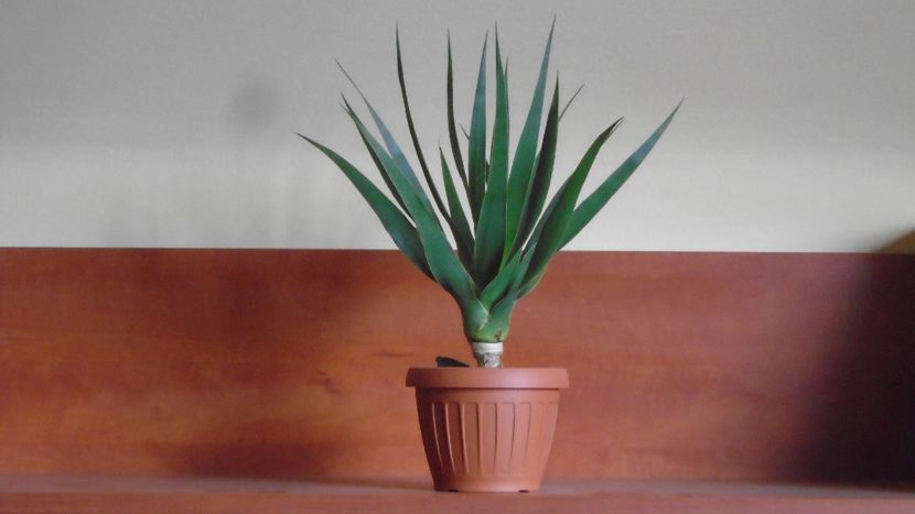 Dracaena draco (Insulele Canare) - Suculente-Agave-Yucca si Dracaena 2021