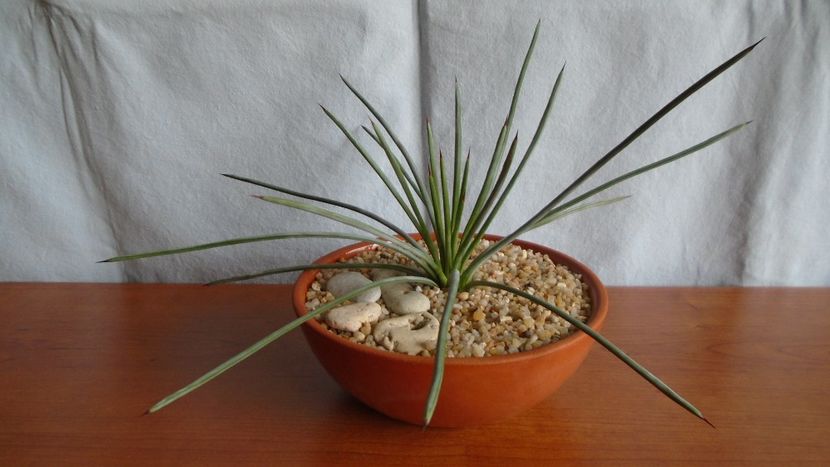 Agave stricta f. nana Minas Asbestos - Suculente-Agave-Yucca si Dracaena 2021