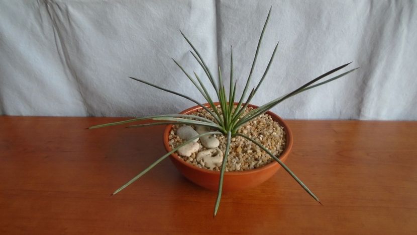 Agave stricta f. nana Minas Asbestos - Suculente-Agave-Yucca si Dracaena 2021