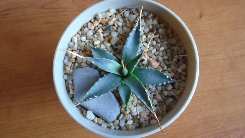 Agave utahensis - Suculente-Agave-Yucca si Dracaena 2021