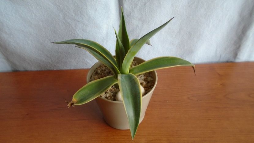 Agave desmettiana f. marginata - Suculente-Agave-Yucca si Dracaena 2021