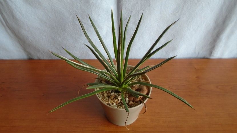 Agave geminiflora - Suculente-Agave-Yucca si Dracaena 2021
