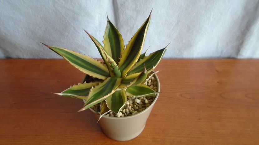 Agave univittata v. lophantha f. quadricolor - Suculente-Agave-Yucca si Dracaena 2021