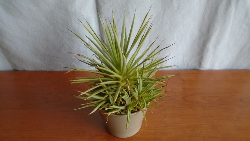 Agave striata f. minima - Suculente-Agave-Yucca si Dracaena 2021