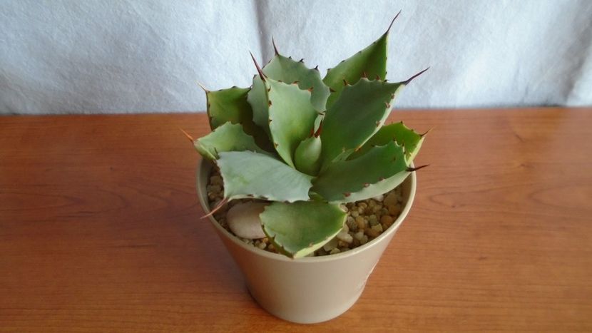 Agave seemanniana - Suculente-Agave-Yucca si Dracaena 2021