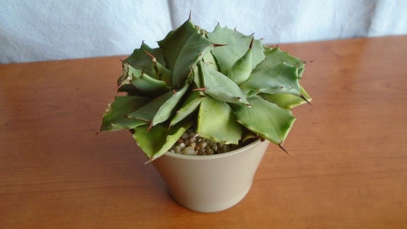 Agave isthmensis - Suculente-Agave-Yucca si Dracaena 2021