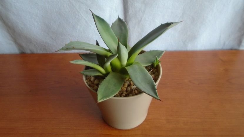 Agave parryi f. minima - Suculente-Agave-Yucca si Dracaena 2021