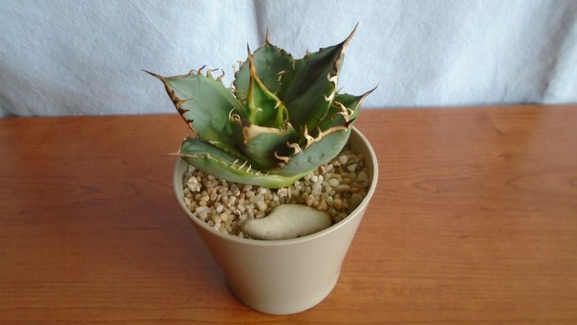 Agave titanota f. aureomarginata - Suculente-Agave-Yucca si Dracaena 2021